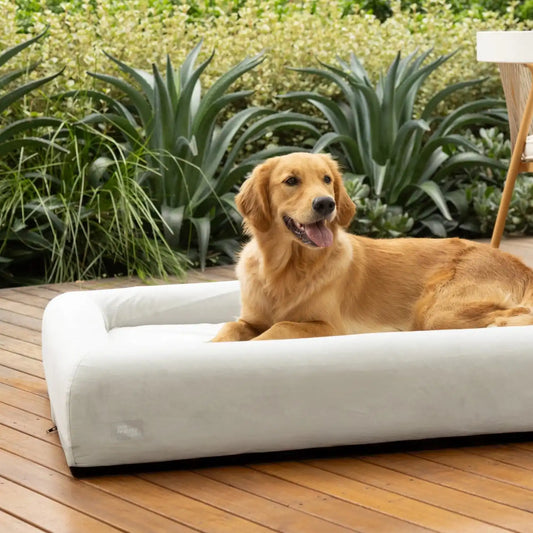 Premium Orthopedic Memory Foam Dog Bed - Grey