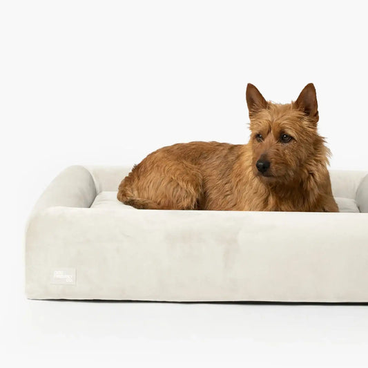 Premium Orthopedic Memory Foam Dog Bed - Beige (Small) (LP)
